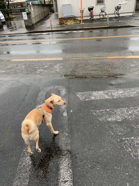 雨の土曜日。寒いね。