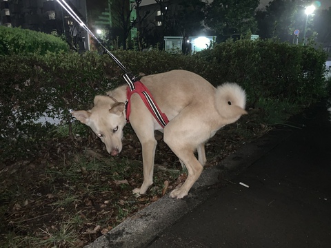 ゴンベイ日記だよ！