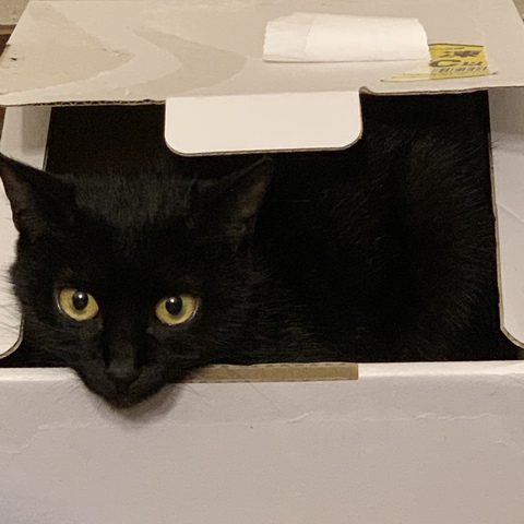8月8日、今日は、世界猫の日！そしてクロエ姐さん6歳のお誕生日！
