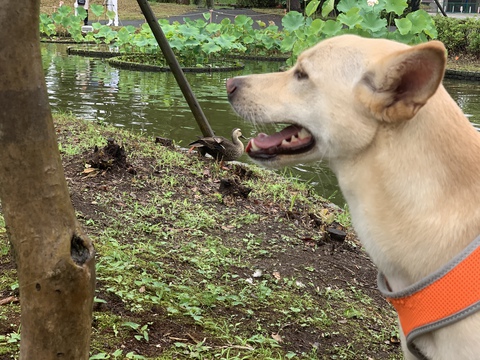 郷土の森公園の蓮の池