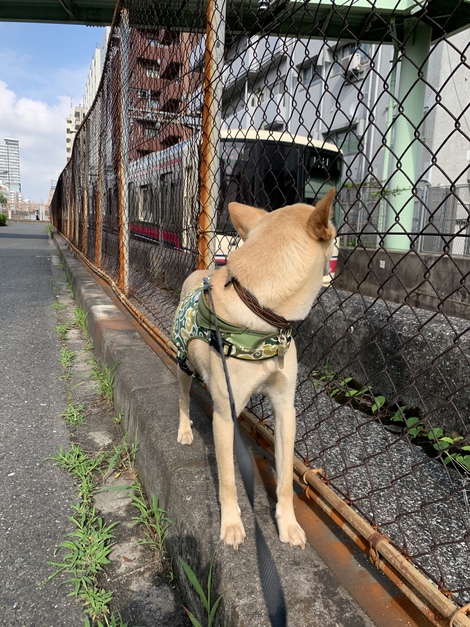 7月4日、今日は何の日？　ゴンベイのお誕生日だよ！