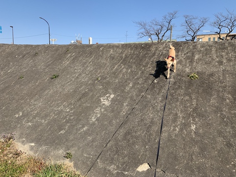 是政橋見てきた！いつもは車でビューっと行っちゃうけど今日は歩いたよ。