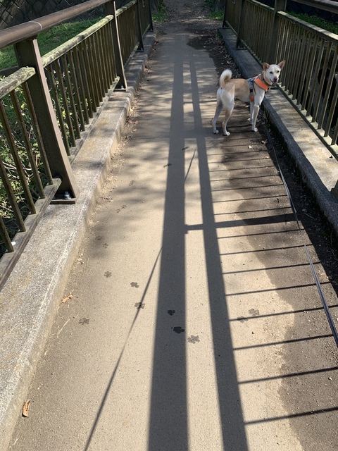 日記サボってた。ランキング落ちるのやなのでやっつけだけど昨日と今日の事書いてみた！