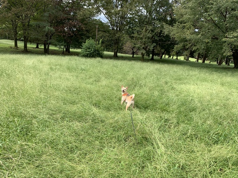 今朝は野川公園！と、キッズトレーニングバイク2020モデル入荷のお知らせです。