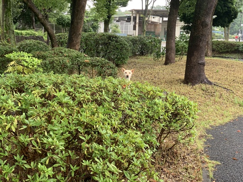 郷土の森公園の蓮の池