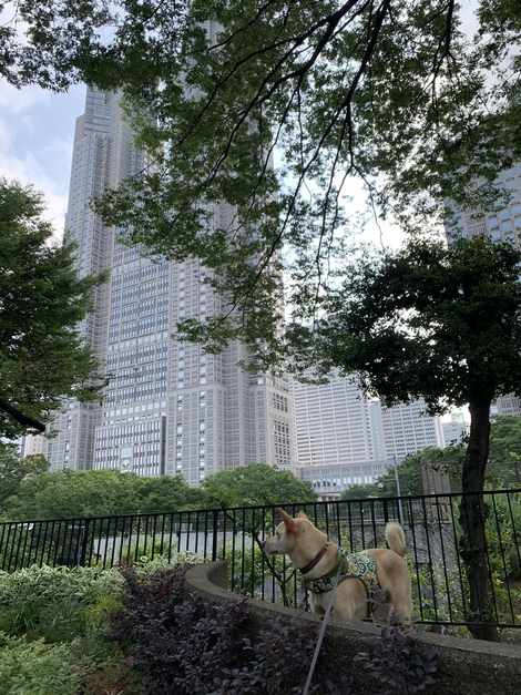 7月4日、今日は何の日？　ゴンベイのお誕生日だよ！