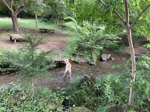 今朝は野川公園！と、キッズトレーニングバイク2020モデル入荷のお知らせです。