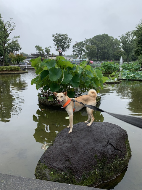 郷土の森公園の蓮の池