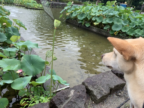 郷土の森公園の蓮の池