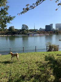 上野公園 2019/11/05 21:24:17