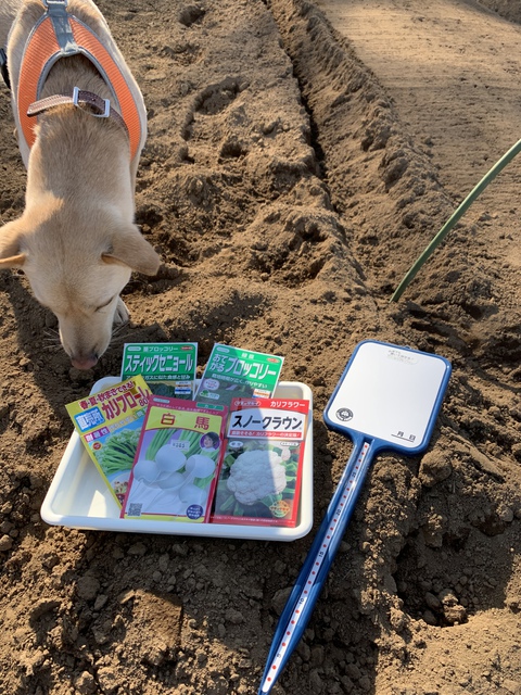 ゴンベイ農園！　川越ブランチ。
