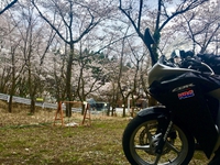 Episode13:桜とカフェ～宮ヶ瀬 2020/03/28 22:45:27