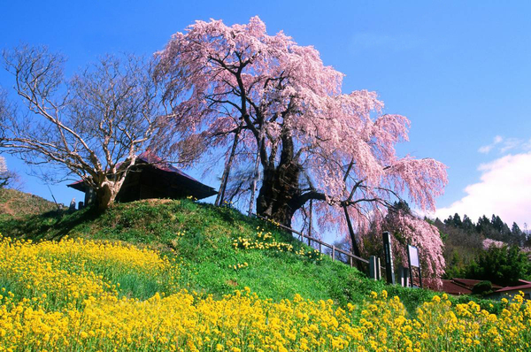 いよいよ春本番！　バイクで行きたい関東・甲信越エリアの『桜の名所』5選！〈PR〉